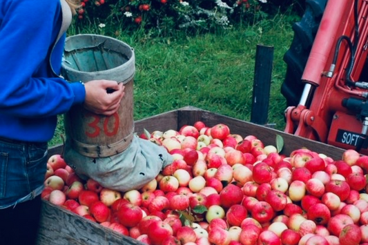 Apple Pickers Wanted