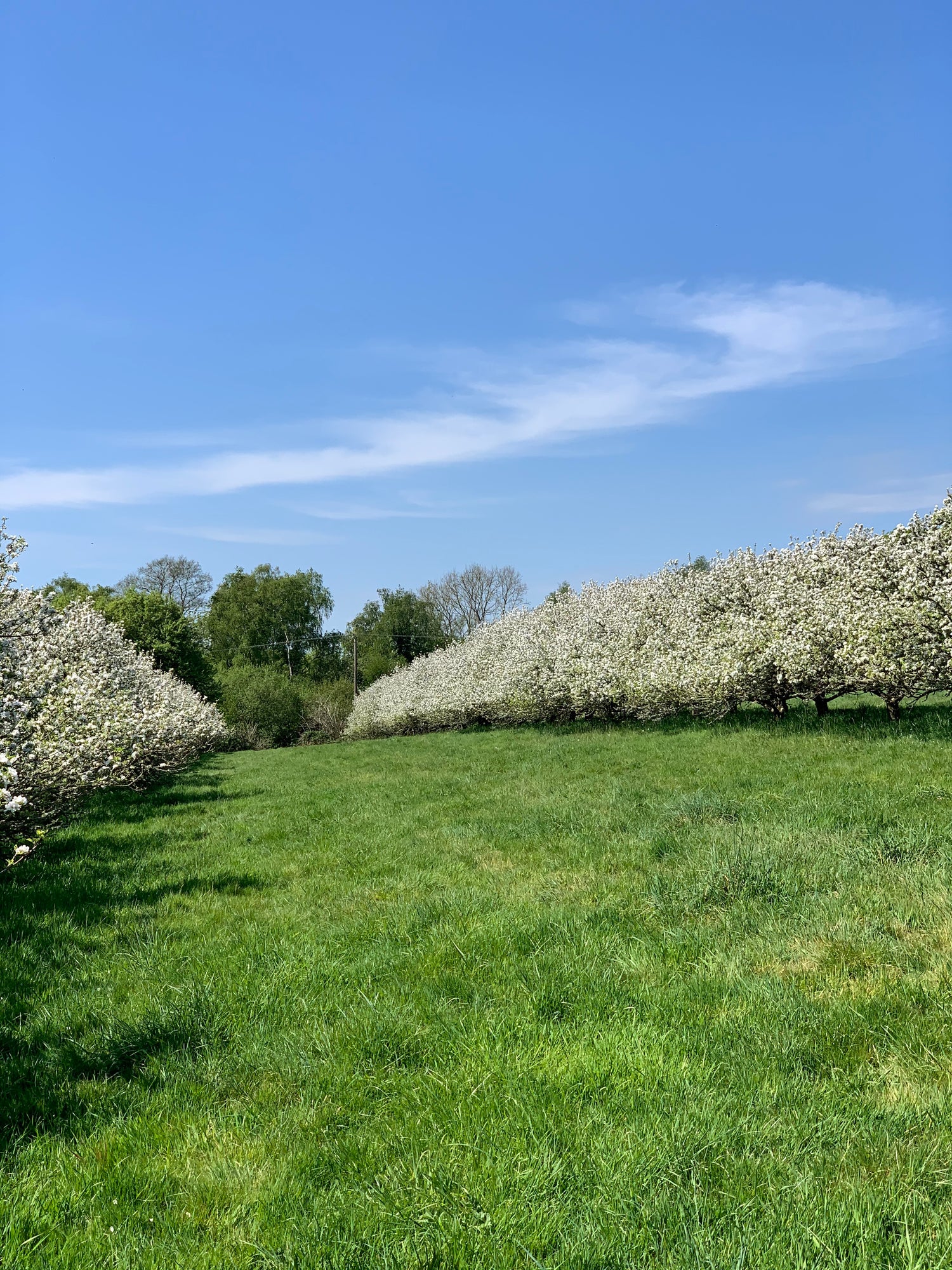 Wobblegate Orchards Sussex Cider & Juice and home of THE CIDER TAP